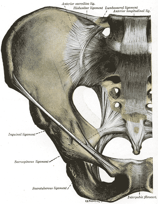 PELVIOLOGY 4 - The vertical, pubic axes and other lesions- taught by Eric Shimane, DC - 6-9th of November 2026, London, UK