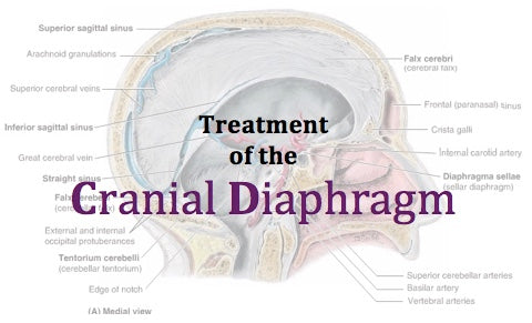 4.4. Treatment of the Cranial Diaphragm