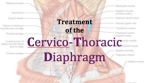 4.2. Treatment of the Cervico-Thoracic Diaphragm
